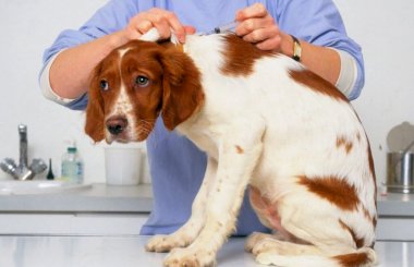 Собаке плохо после прививки – что нужно знать владельцу?