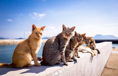 Колбаса кошкам: потенциальный вред и чем заменить