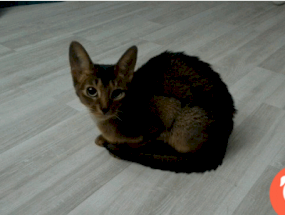 картинка Абиссинская кошка Вязка