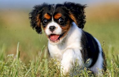Чем опасен микоплазмоз у собак и как его лечить