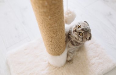 Как приучить котенка к когтеточке в квартире: 5 простых способов