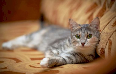Отодектин для кошек поможет от глистов и блох