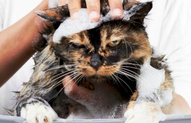 Почему коты боятся воды