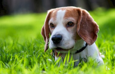 Почему у собаки пахнет из пасти?
