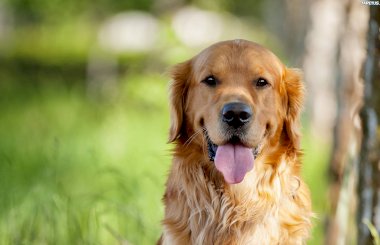 Левомицетин для собак – польза и опасность