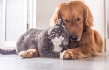 Почему выпадают усы у кошек и собак