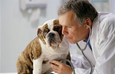 Симптомы и первые признаки инсульта у собак
