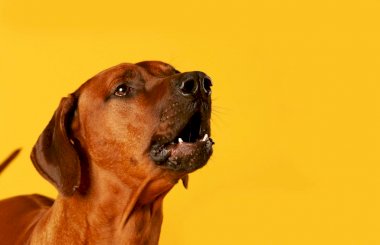 Как отучить собаку лаять в квартире