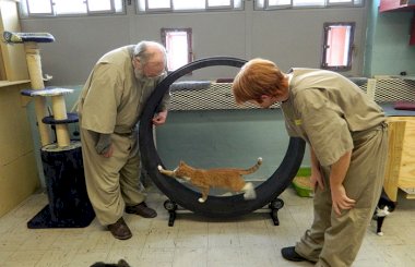 Результаты исследований: кошки могут сделать заключенных добрее