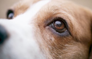 «Бриллиантовые глаза» для собак