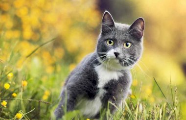 Активированный уголь кошкам: схема и расчет дозы