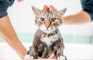 Можно ли мыть кошку обычным шампунем
