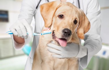 Зубной камень у собак - причины и последствия