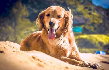 Чем лечить питомниковый кашель у собак