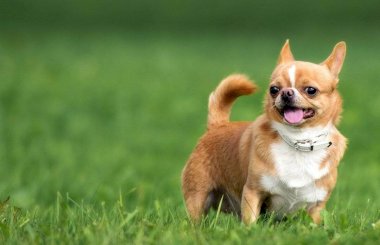 Глюкоза крови у собак: норма и отклонения