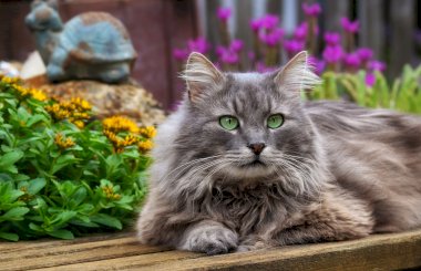 Можно ли лечить раны у кошки зеленкой