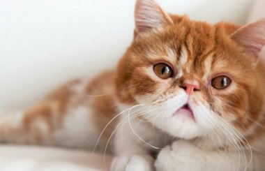 Фурагин для кошек: инструкция
