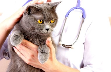 Чем можно заразиться от кошки