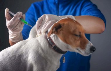 Нобивак для собак – лучшая вакцина от опасных инфекций