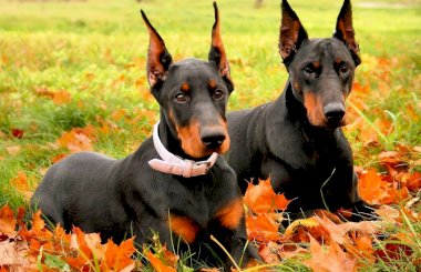 Гентамицин для собак: показания к применению и дозировка