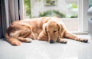 Гастрит у собак: симптомы и лечение