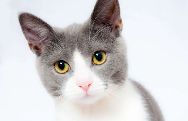 Папаверин для кошек: подробная инструкция