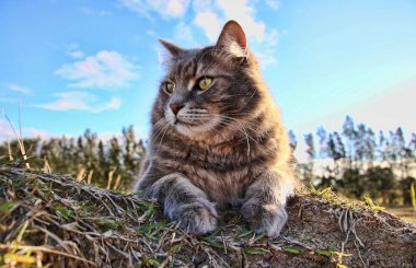 Азитромицин для кошек: инструкция