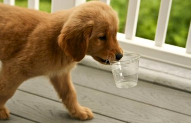 Регидрон для собак – поддержка водного баланса