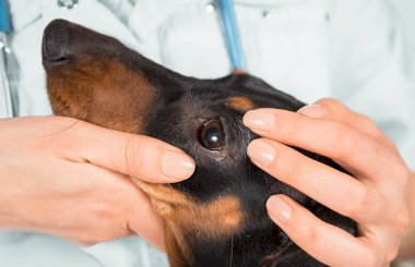 Хламидиоз у собаки: симптомы и лечение