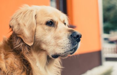 Герпес у собаки: симптомы и рекомендованное лечение