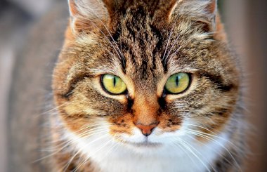 Стригущий лишай у кошек: лечение