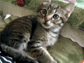 картинка Отдам котенка, 2 месяца