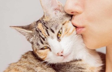 Можно ли целовать кошек