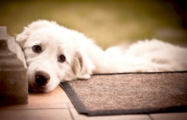 Аденовирусная инфекция у собак: симптомы и лечение