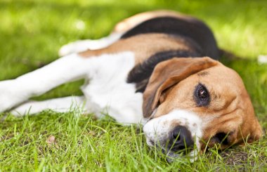 Боррелиоз у собак: симптомы и лечение заболевания