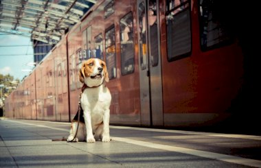 Можно ли с собакой в поезд