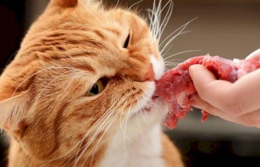 Можно ли кошке давать свинину