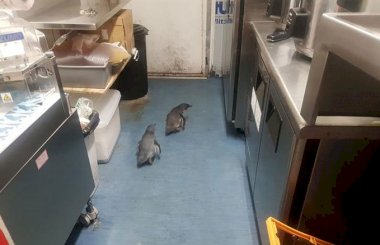 Пингвины ограбили магазин для суши