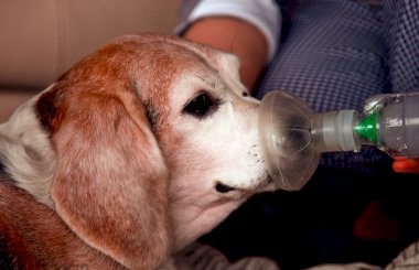 Астма у собак: симптомы и лечение 