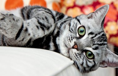 Ренал Адванс для кошек: инструкция