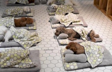 Детский сад для щенков в Японии это нужно видеть!