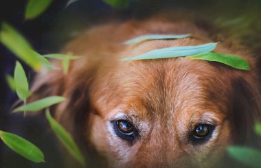 Синдром сухого глаза у собаки
