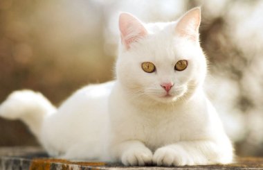 Тербинафин для кошек: инструкция