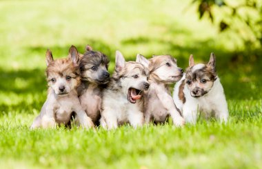 Лечение и профилактика лептоспироза у собак