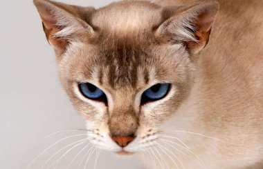 Кошка чихает: как лечить
