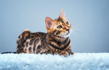 Кладакса для кошек: инструкция
