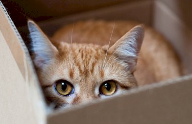 Наличие катаракты у кошек – диагноз, требующий незамедлительного лечения