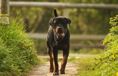 Дисплазия тазобедренных суставов у собак: симптомы и лечение